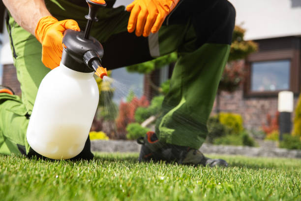 Best Local Pest Control Services  in Loudoun Lley Estates, VA