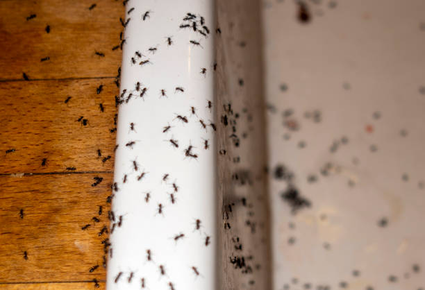 Best Exterminator Services  in Loudoun Lley Estates, VA